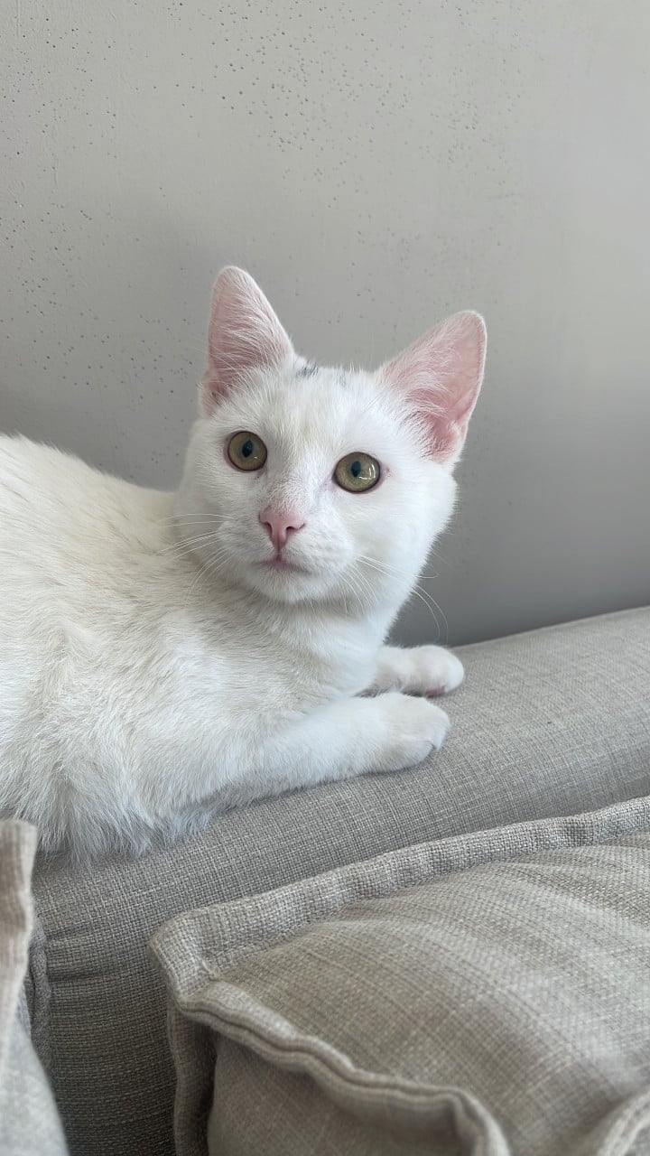 KITTEN GEZOCHT
