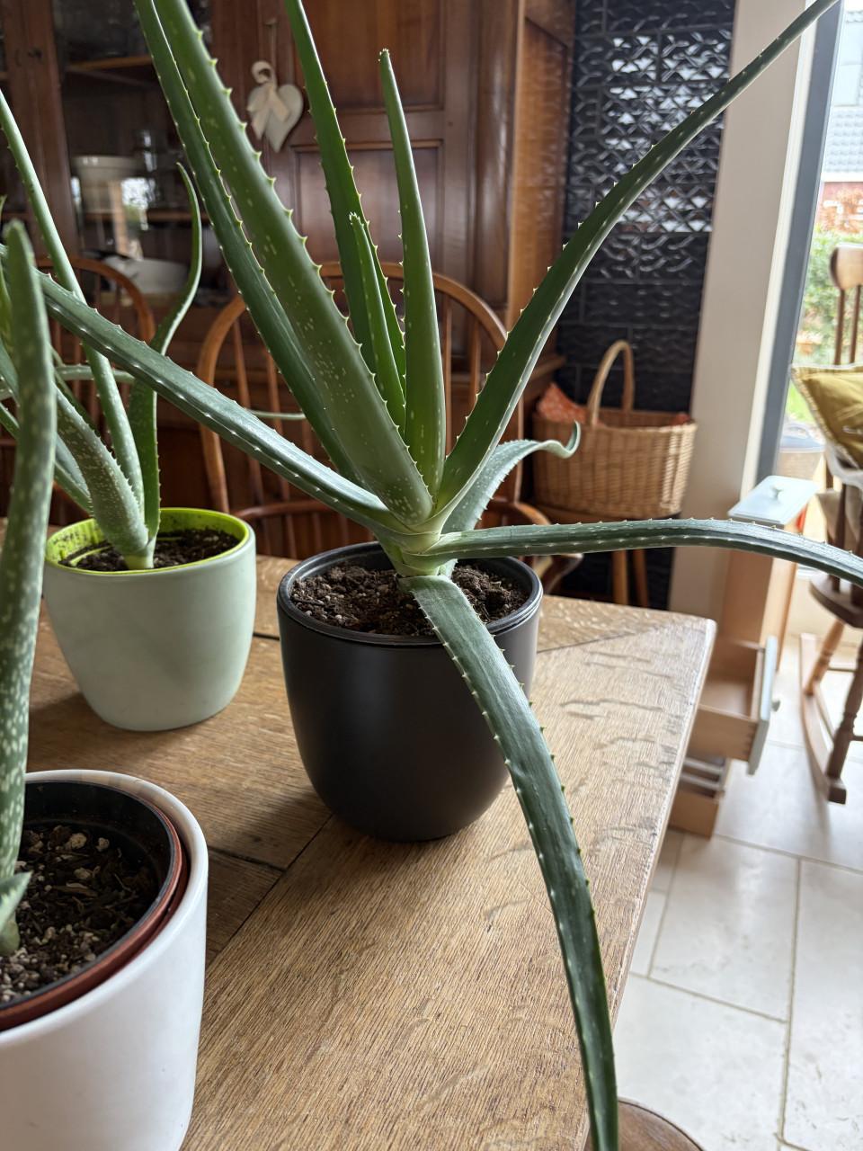 Aloe vera planten