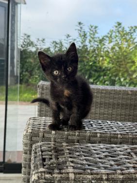2 sociale kittens