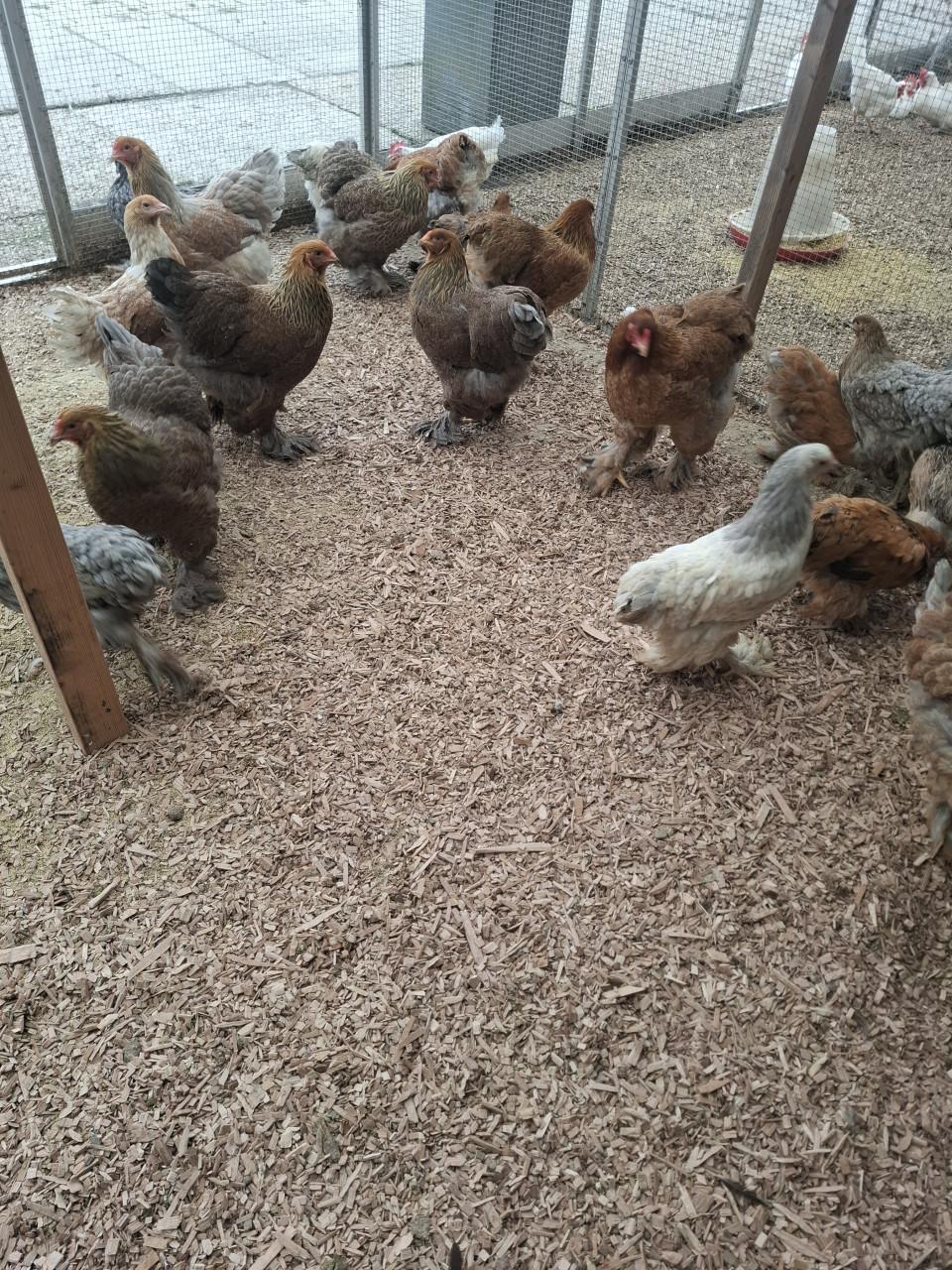 Brahma groot hennen, diverse kleuren