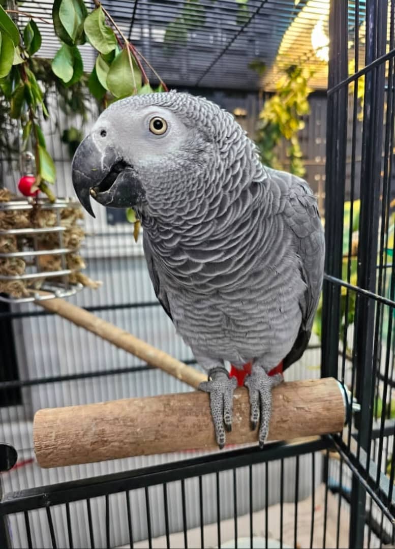 Grijze roodstaartpapegaai met kooi voor adoptie