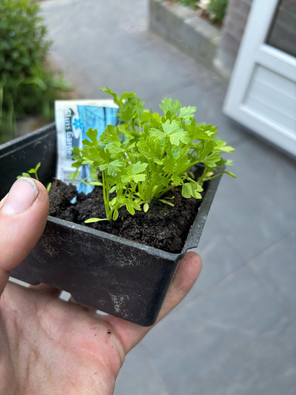 Knolselderij planten