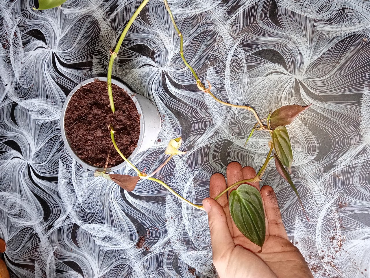 Heel veel stekjes van planten