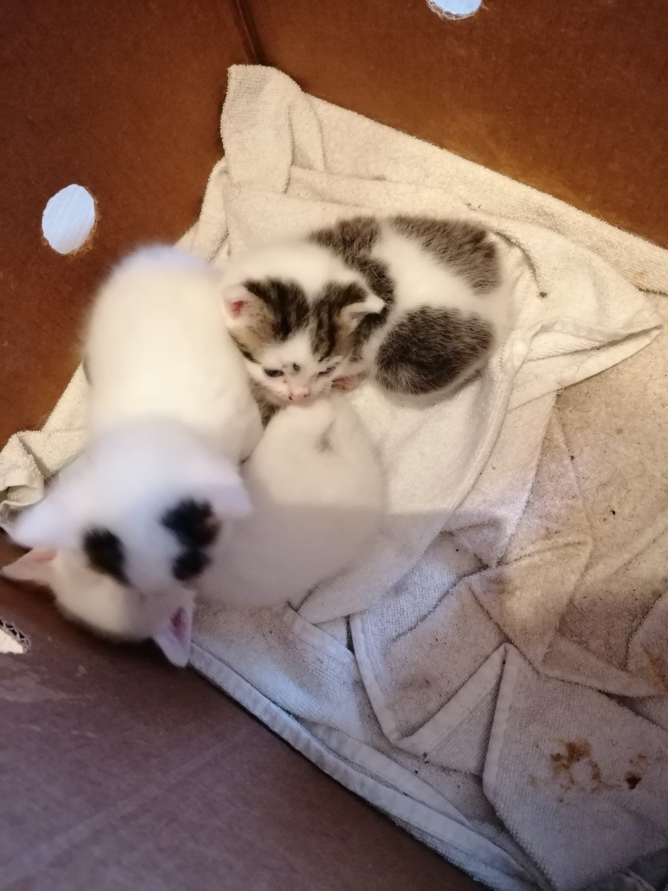Kittens