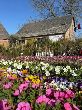 BUITENPLANTEN, SIERGRASSEN,BOMEN, BLOEIERS EN MEER ook voor binnen!