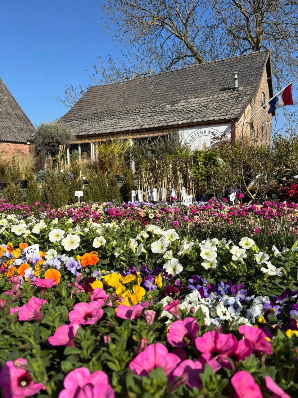 BUITENPLANTEN, SIERGRASSEN,BOMEN, BLOEIERS EN MEER ook voor binnen!