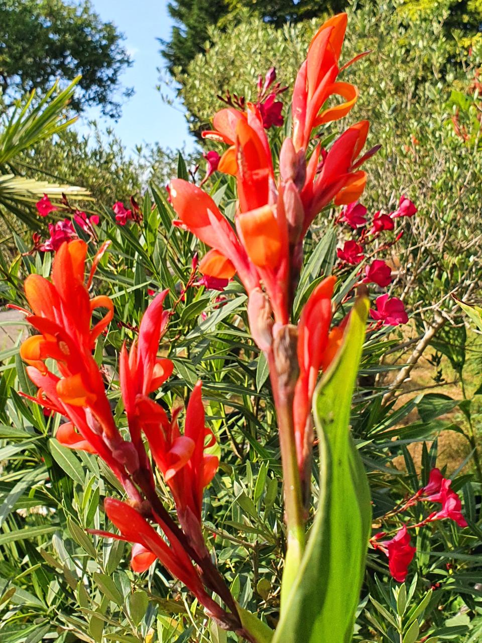 Canna's & Hortensia's