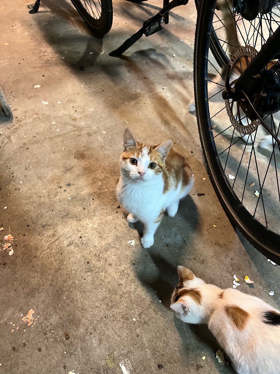 Kittens