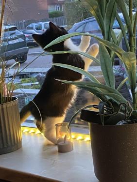 Kitten 12 weken oud