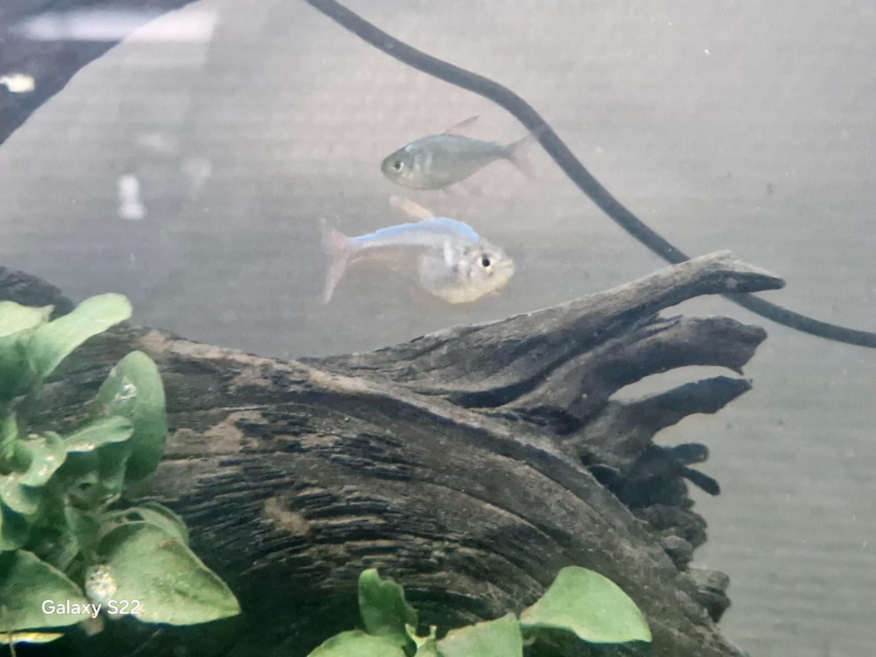 Compleet aquarium 70 liter 56 cm br 33 diep x 40 hoog