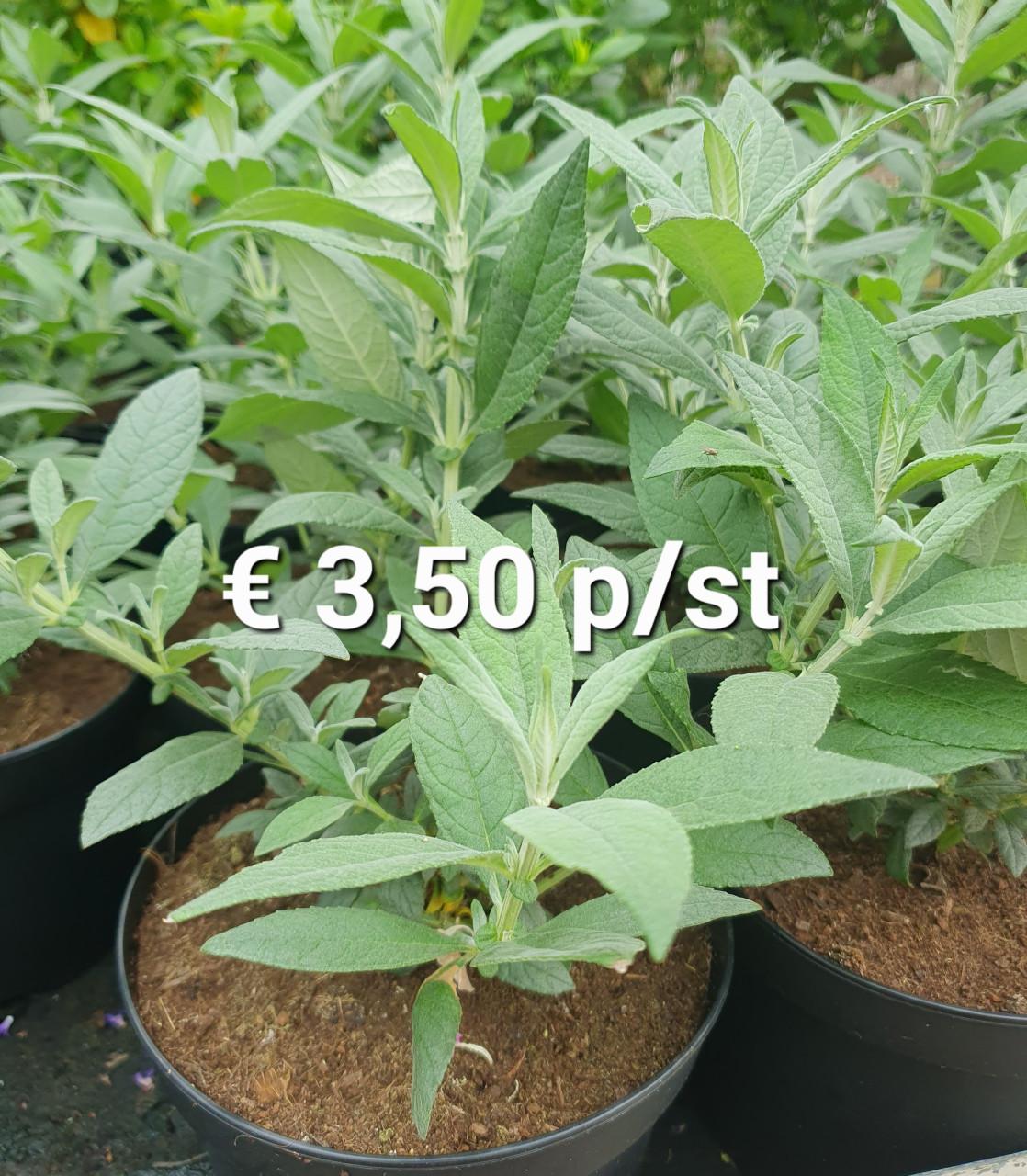 TUINPLANTEN Oudelande