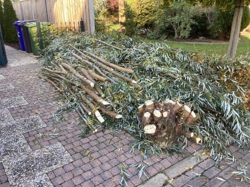 Gratis wilgenhout