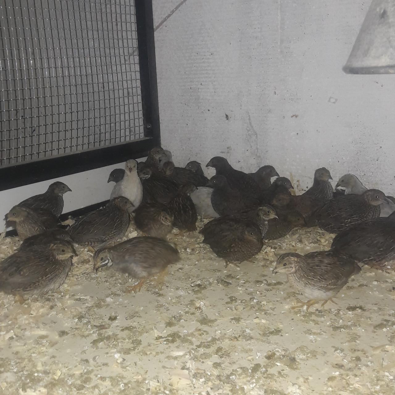 Chinese kwartels in allerlei kleuren