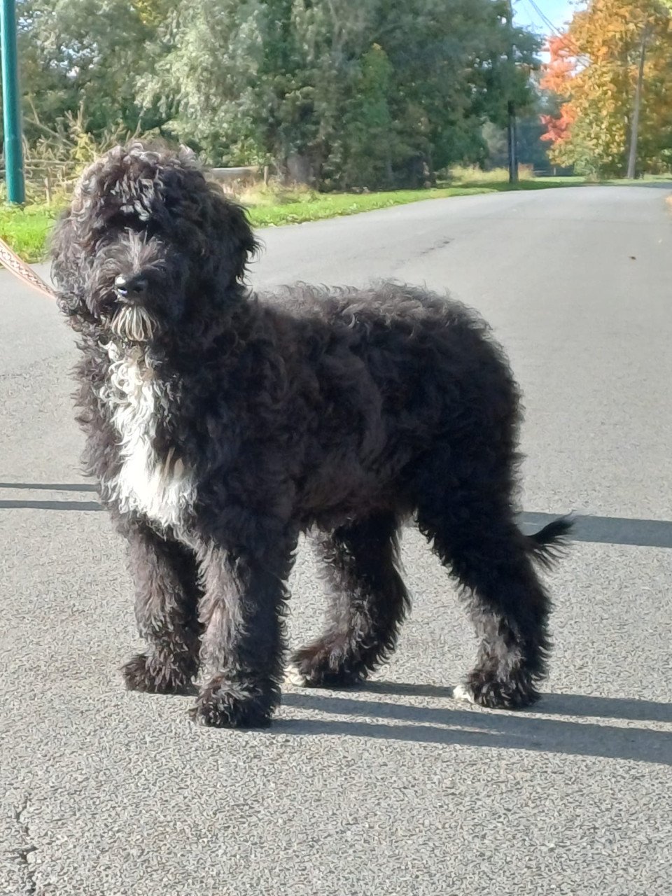 Labradoodle teefje