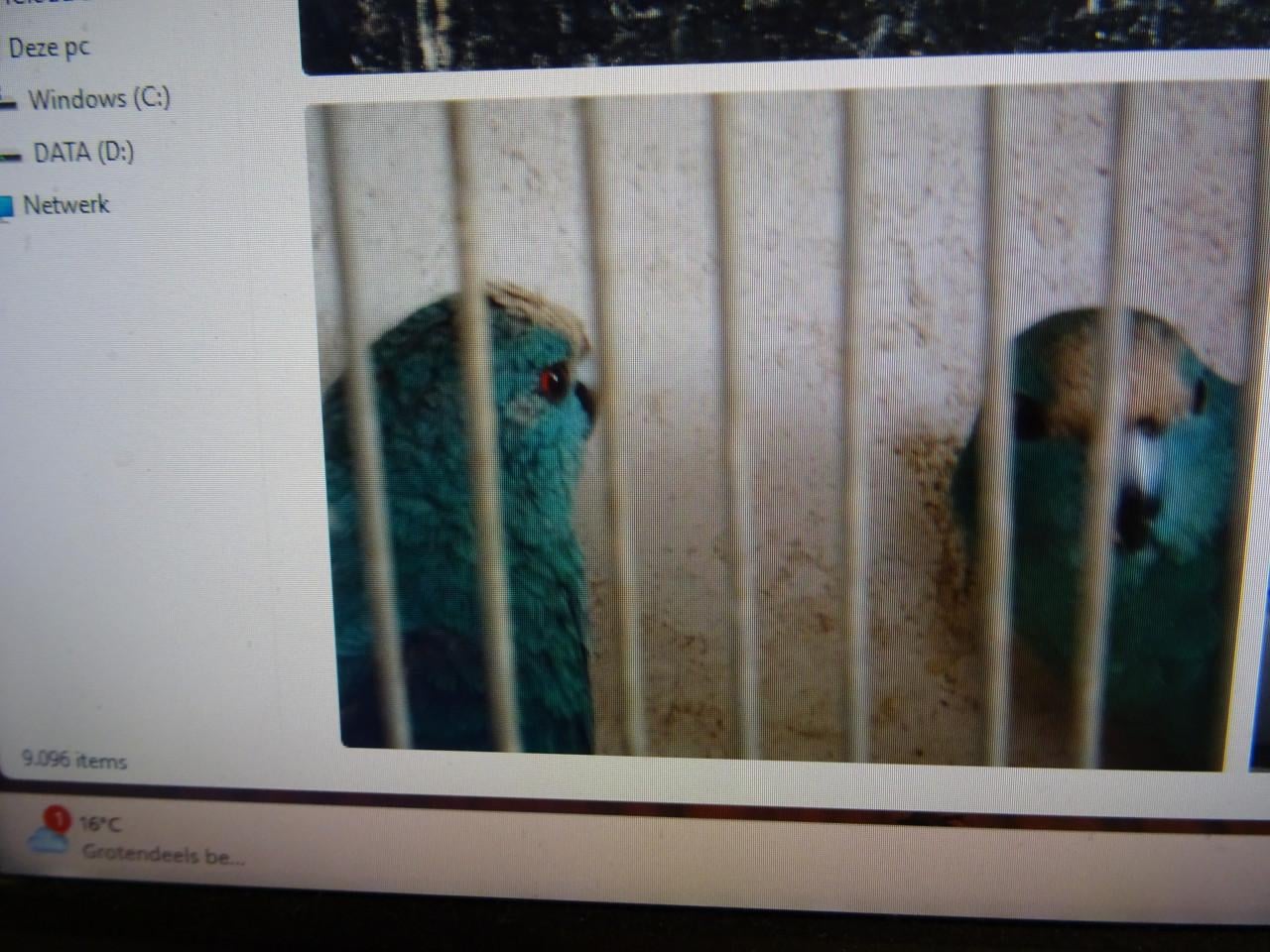 TE KOOP VERSCHILLENDEVOLIERE VOGELS BROEDRIJP