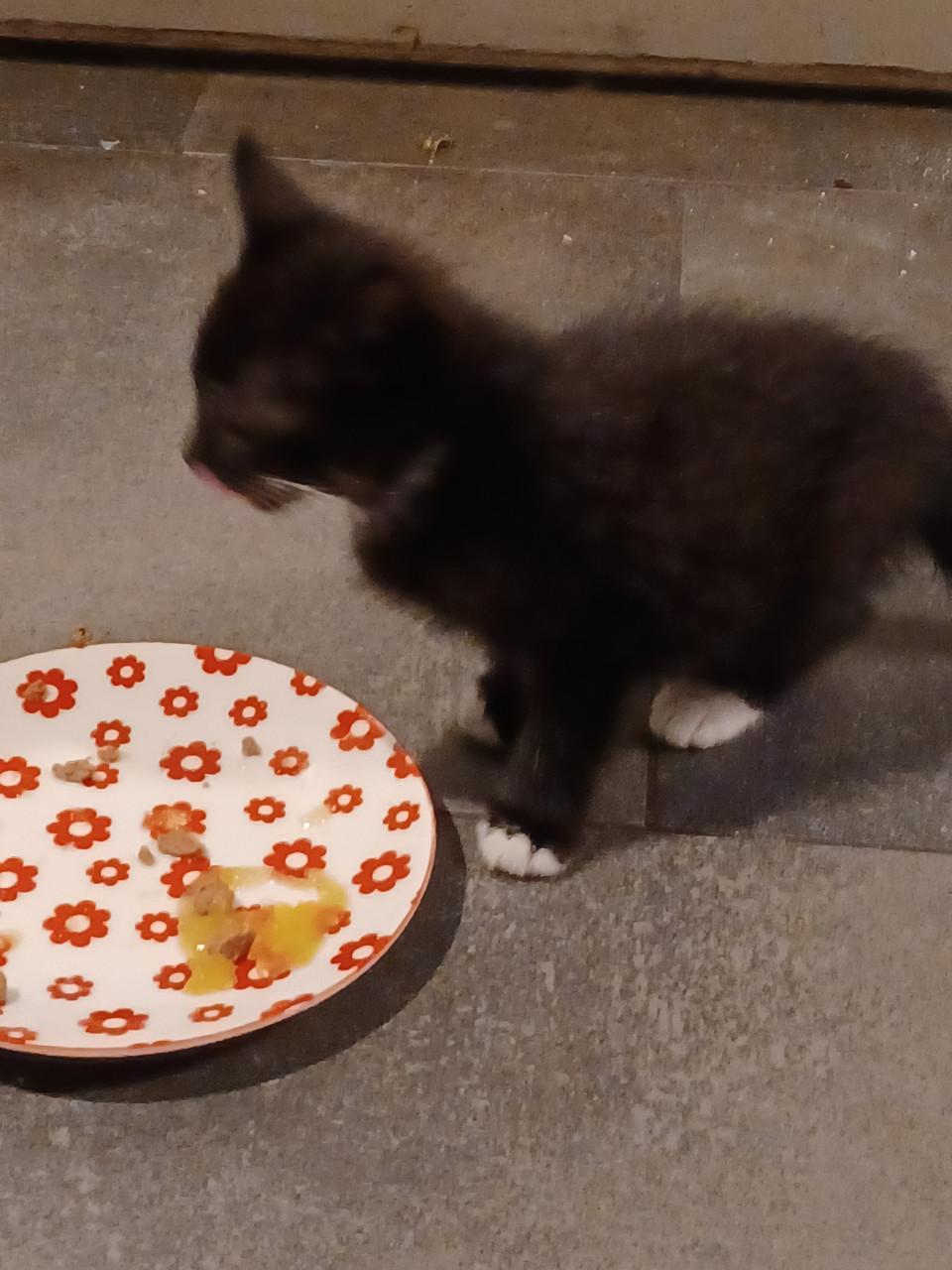 Kittens