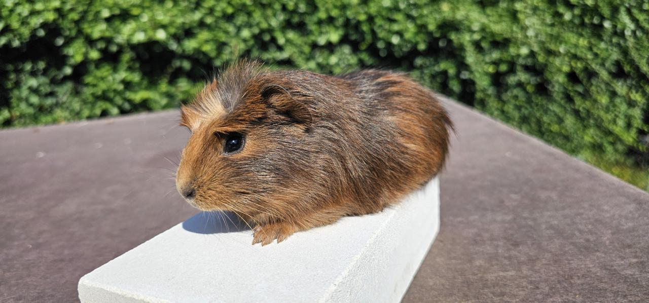 3 cavia beertjes zoeken een huisje