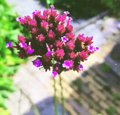Verbena