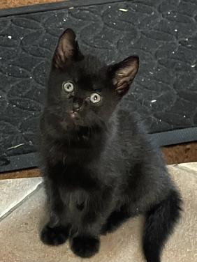 Kittens