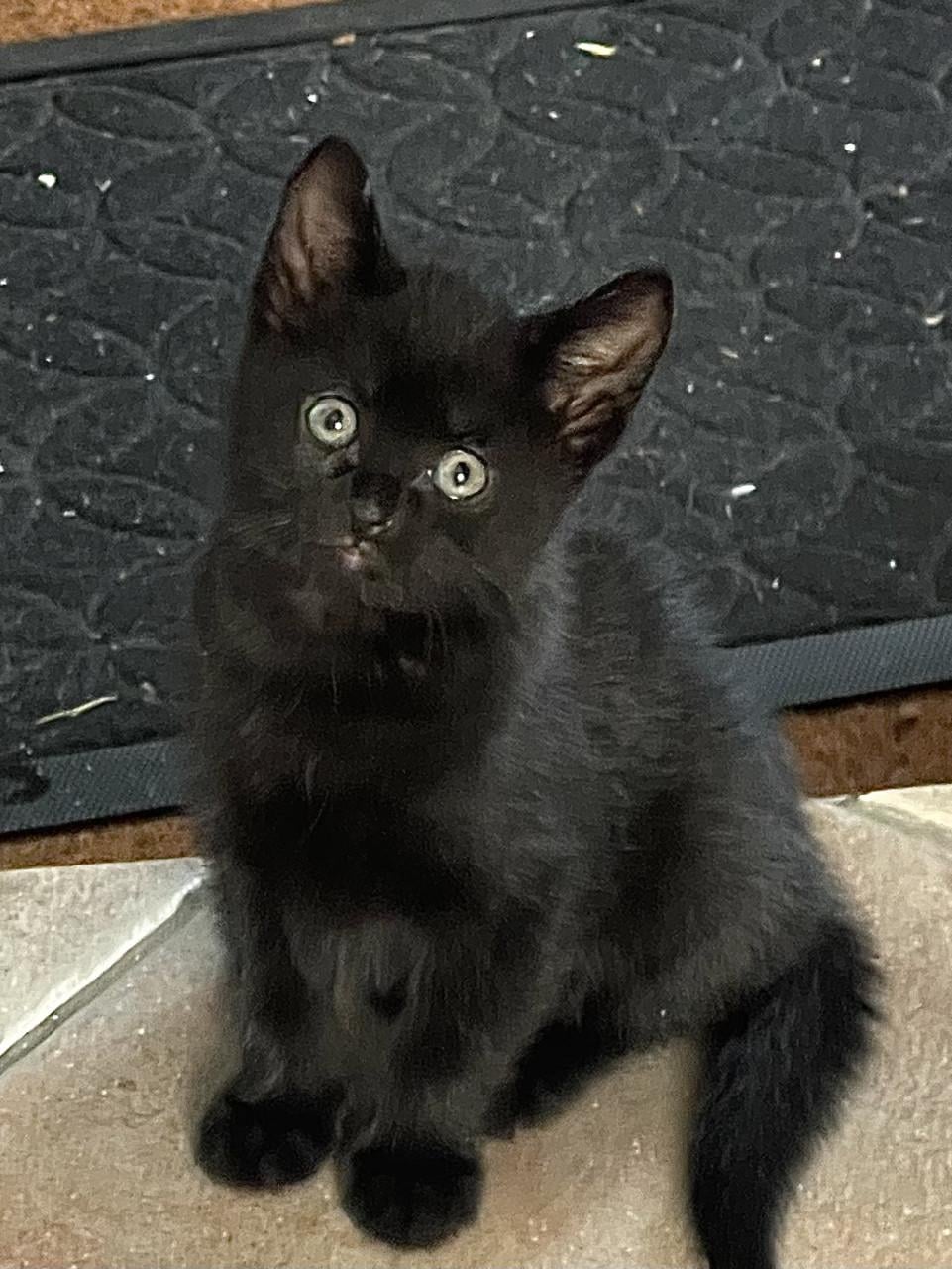 Kittens
