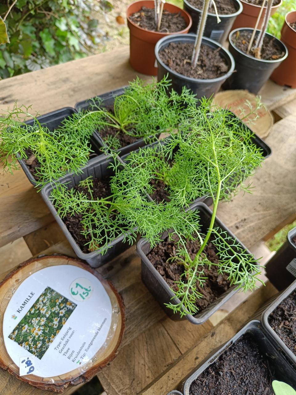 Diverse kruiden plantjes 🌱