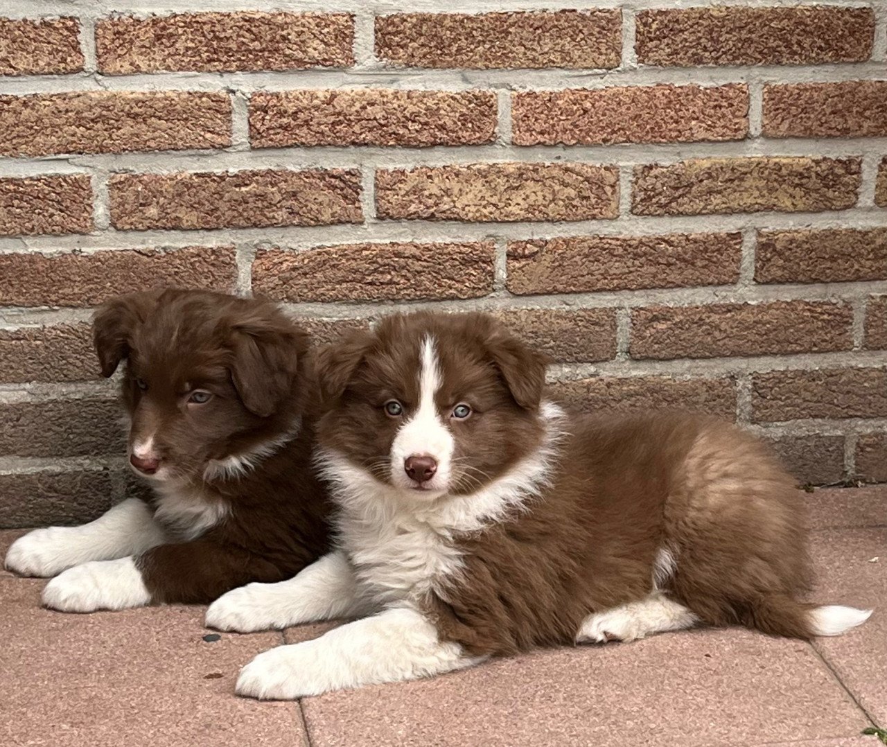 Border collie puppies