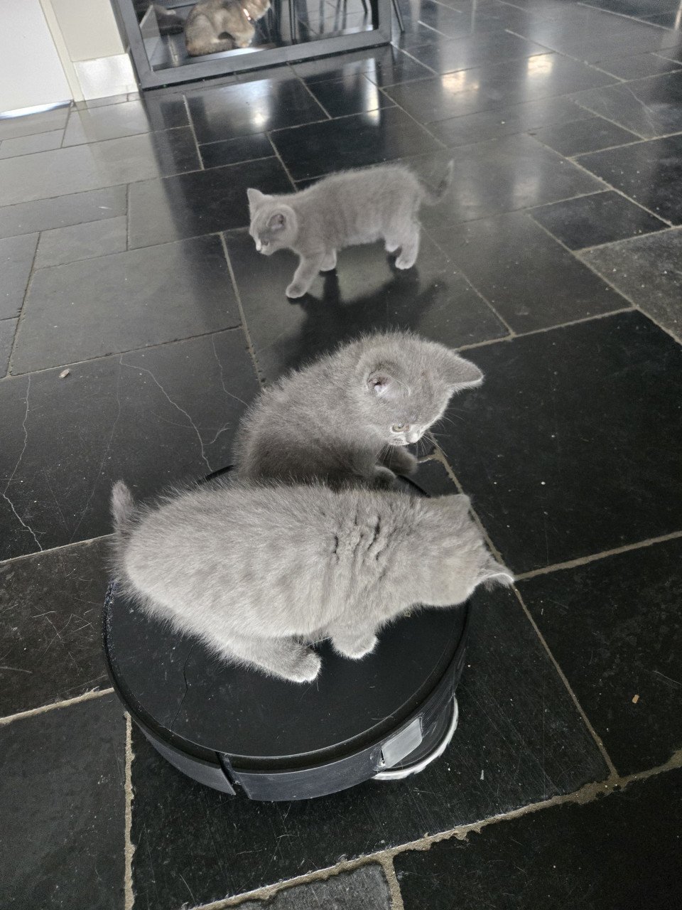 Britse korthaar kittens