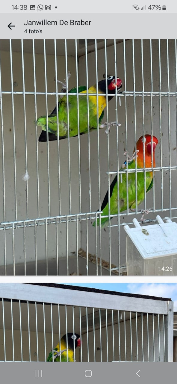 Agapornis
