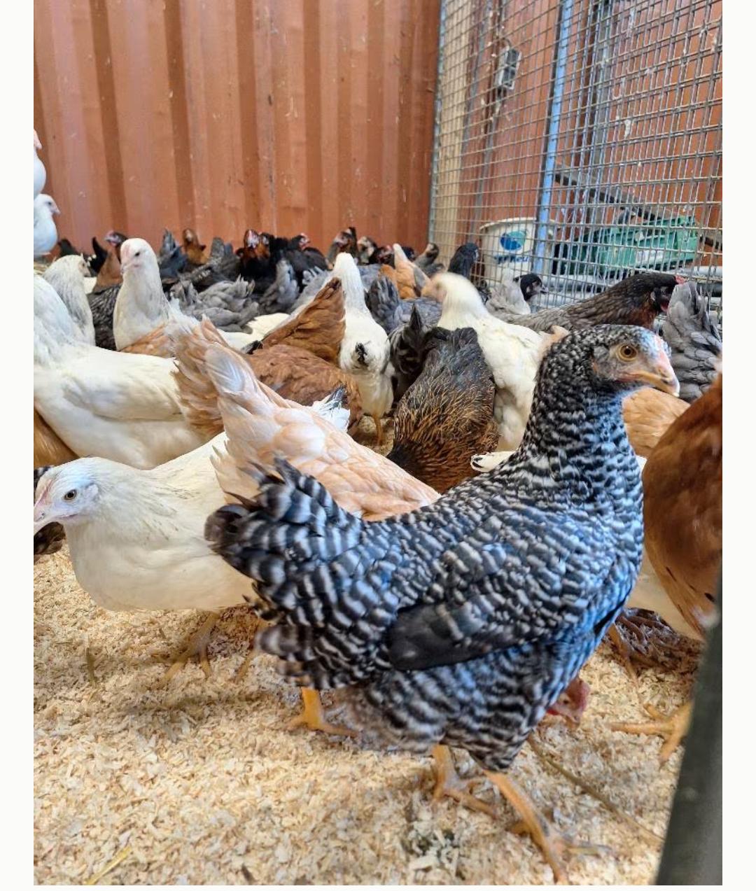 Leghennen te koop in diverse kleuren en rassen