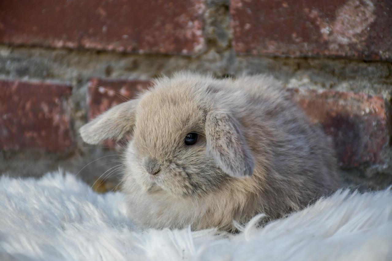 Lieve Minilops