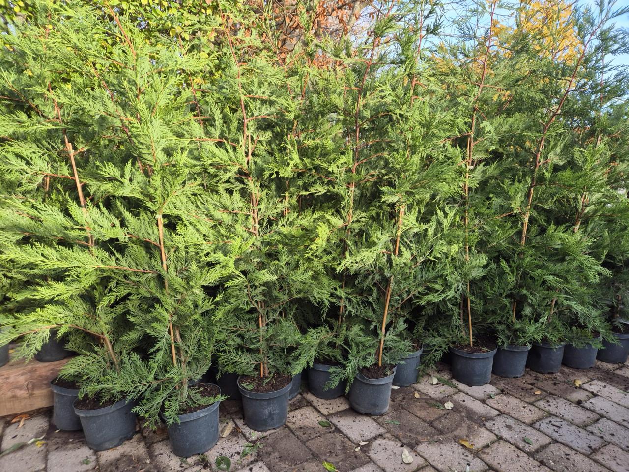 Leylandii coniferen 125-150 cm potgekweekt