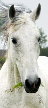 Grote PRE ruin te koop