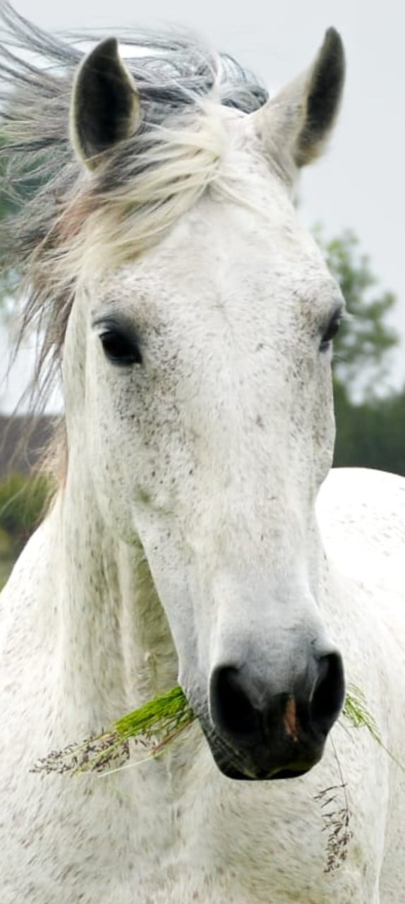 Grote PRE ruin te koop