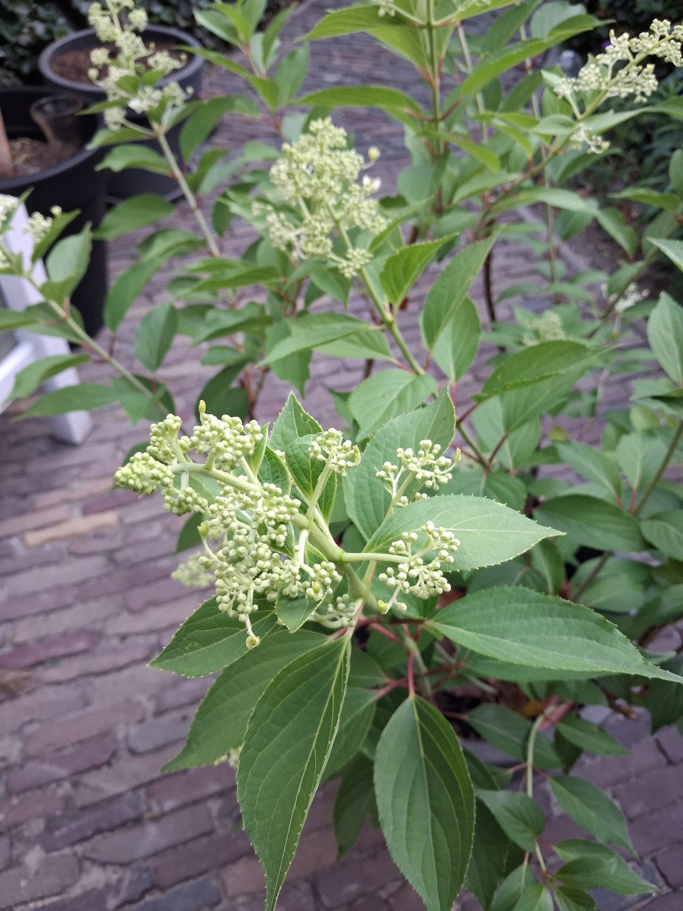 Pluimhortensia