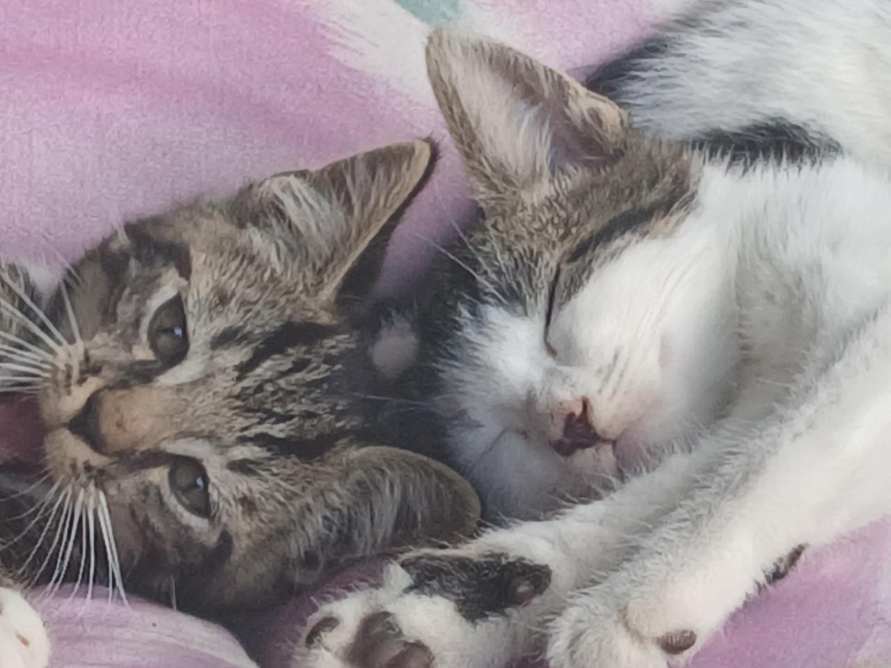 Kittens 24 april 2026