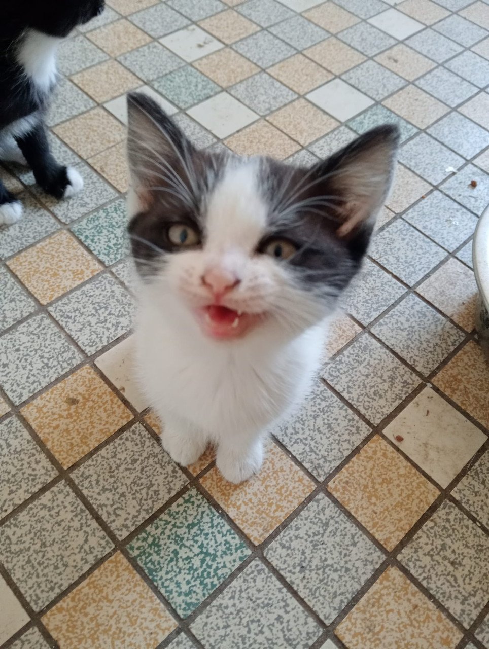 Kittens te koop
