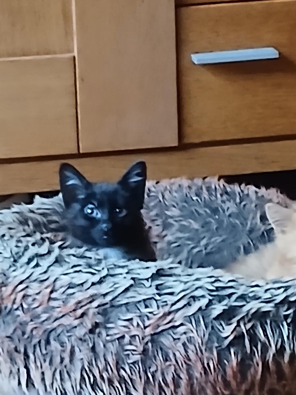 2 lieve katertjes