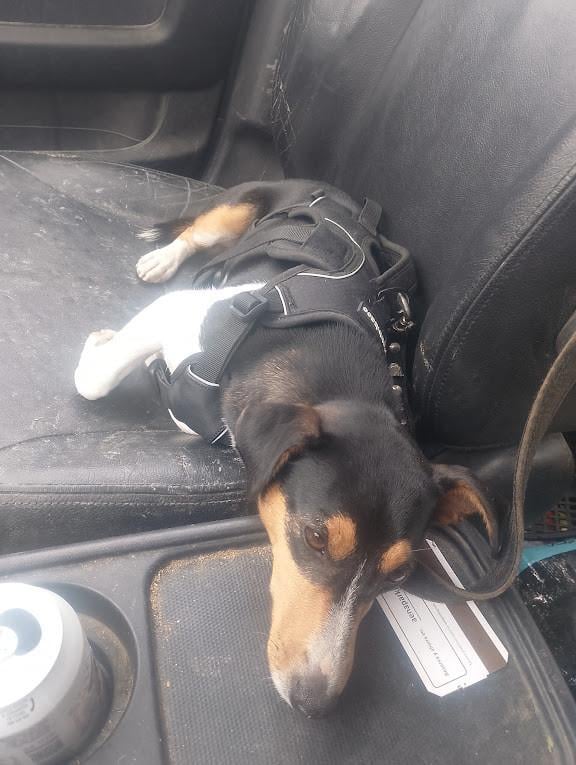 Alora Dog Rescue: Kleine Mischa, wie geeft haar een thuis?