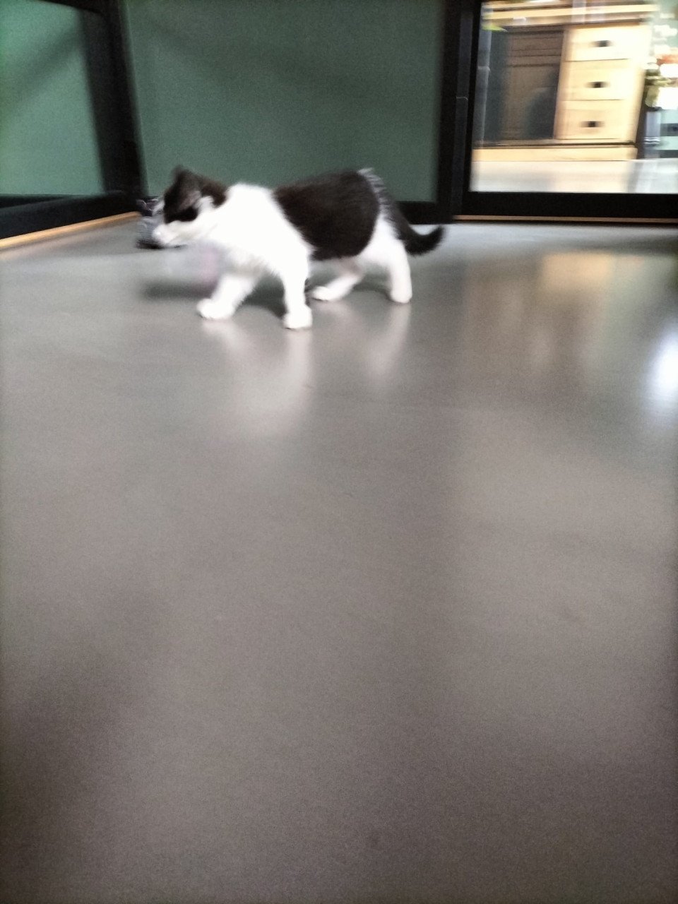 Mooi kitten!