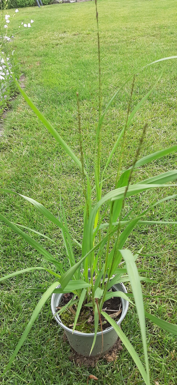 Te Koop: Siergras Molinea