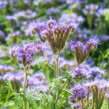 Zaden Bijenbrood - Phacelia BIO