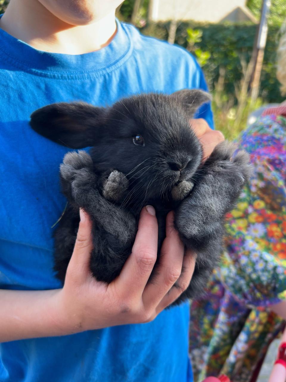 Jonge franse hangoren