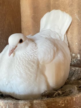 Witte postduiven piepers (mogen weg vanaf 10 juni)