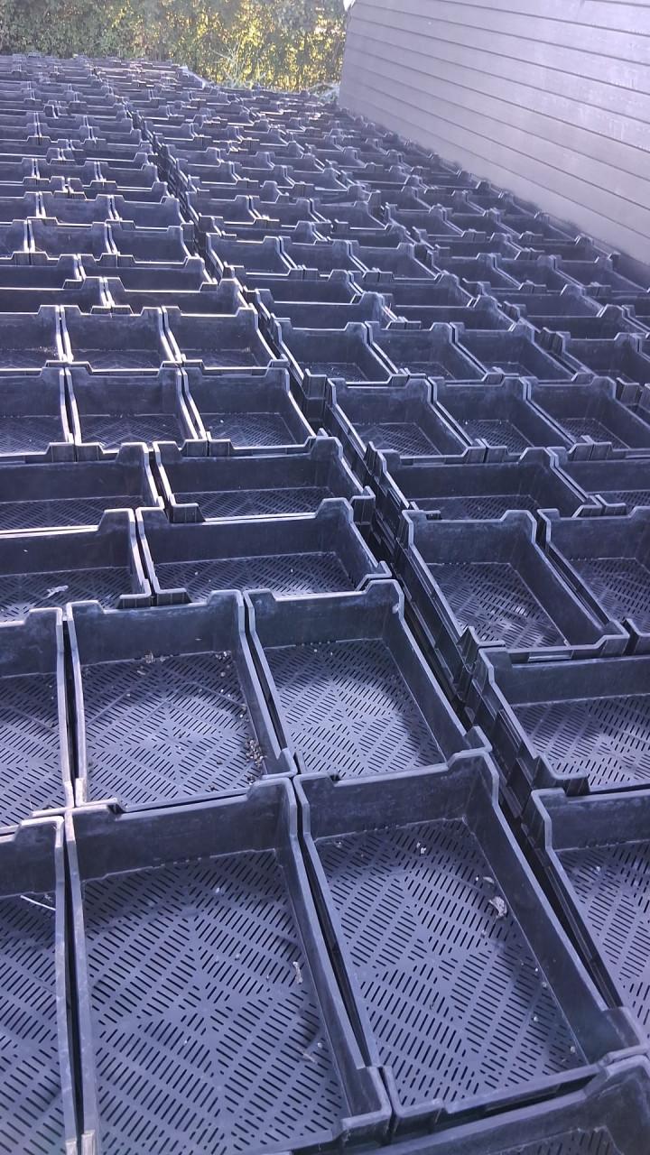 Zwarte stapelkratten