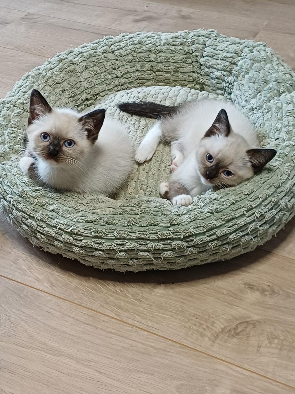 Prachtige Britse Korthaar x Ragdoll kittens beschikbaar.