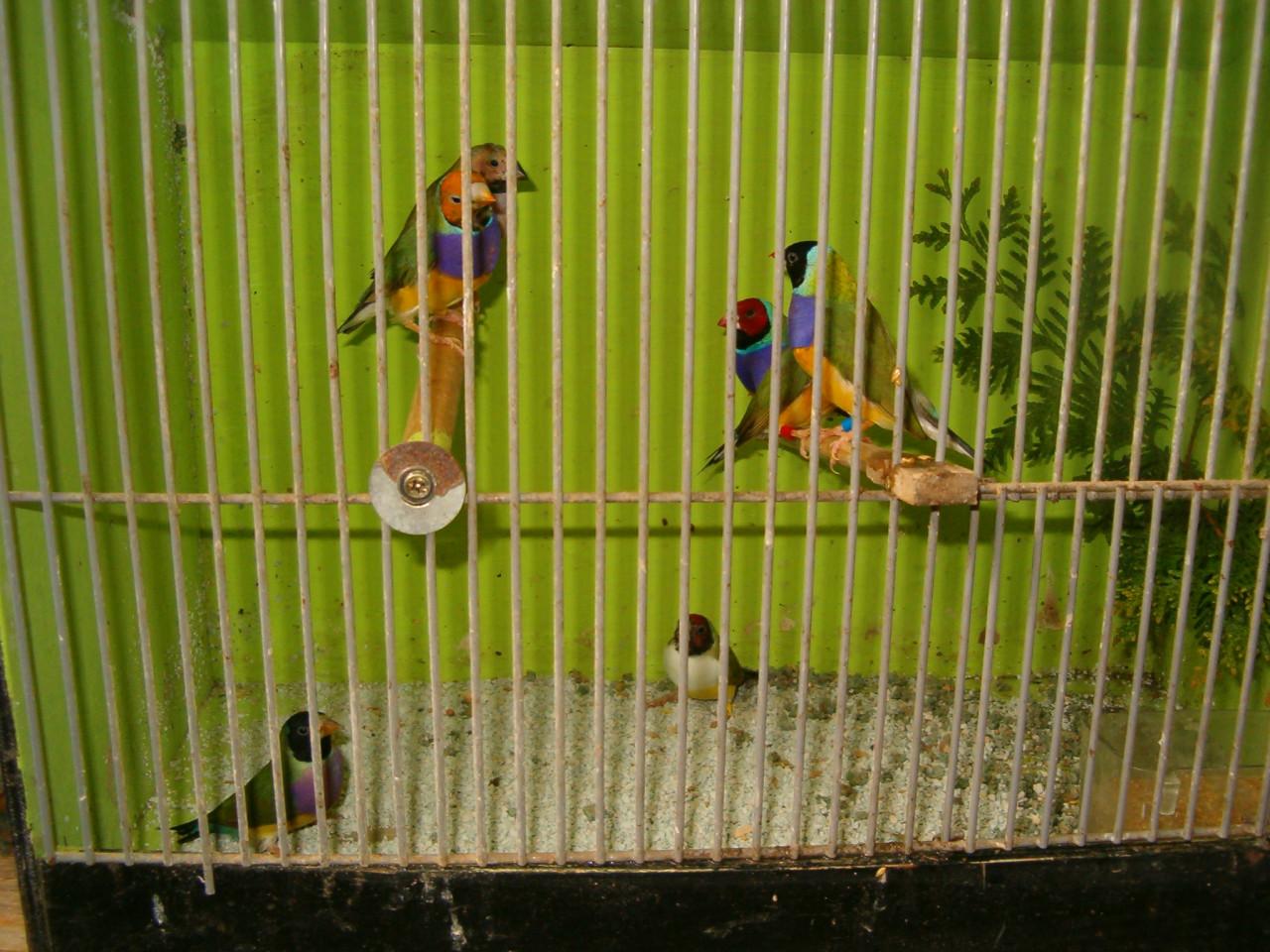 4 bichenows 7Gouldamadines koppels Potugese Harlekijn