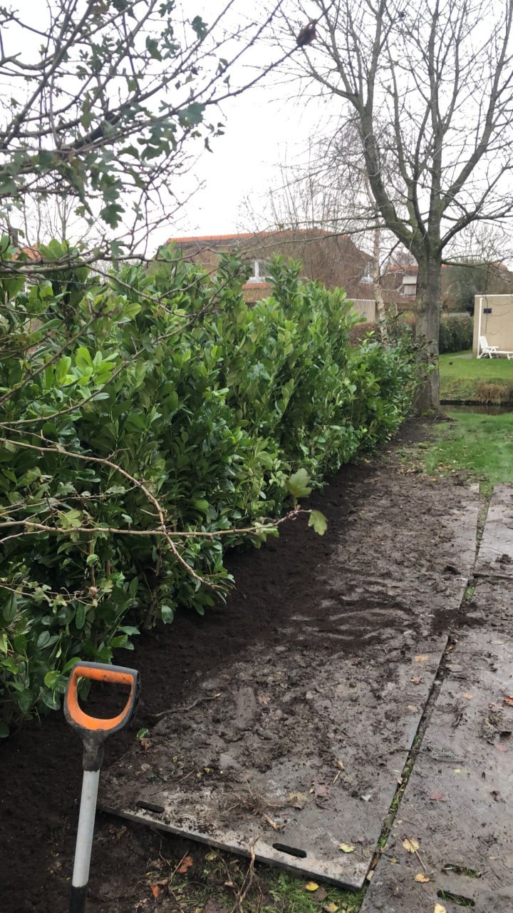 Laurierhaag - Prunus Rotundifolia in alle hoogtes leverbaar
