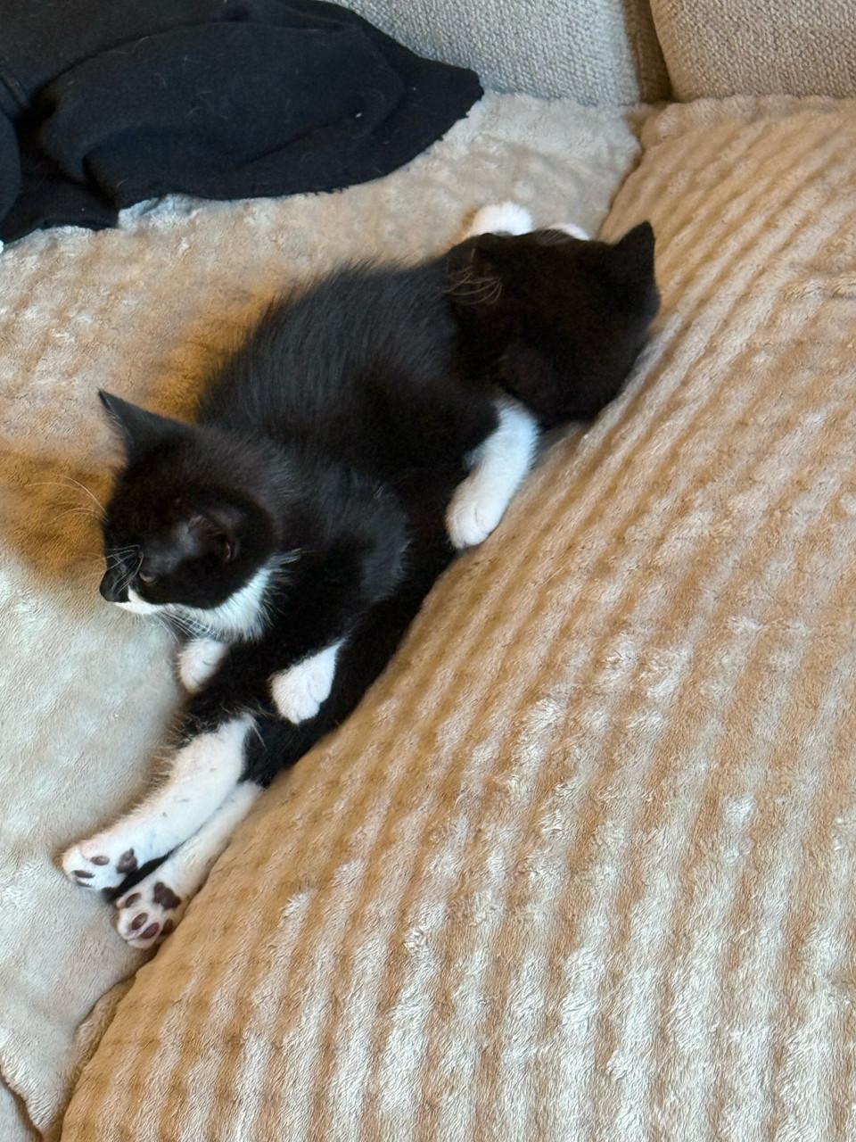 Kittens