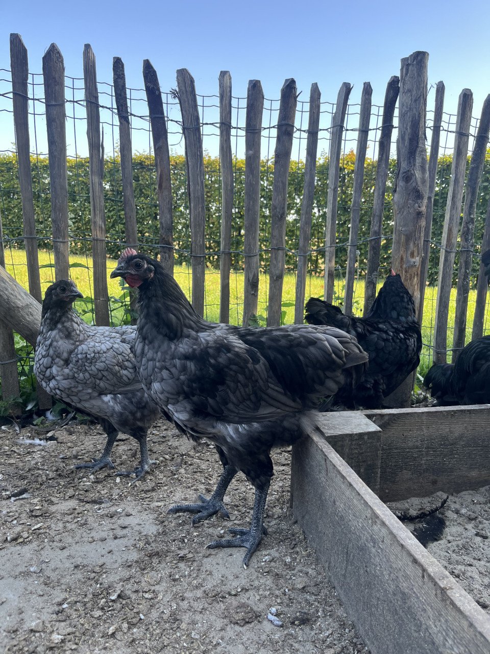 Australorp hanen wit/grijs en zwart