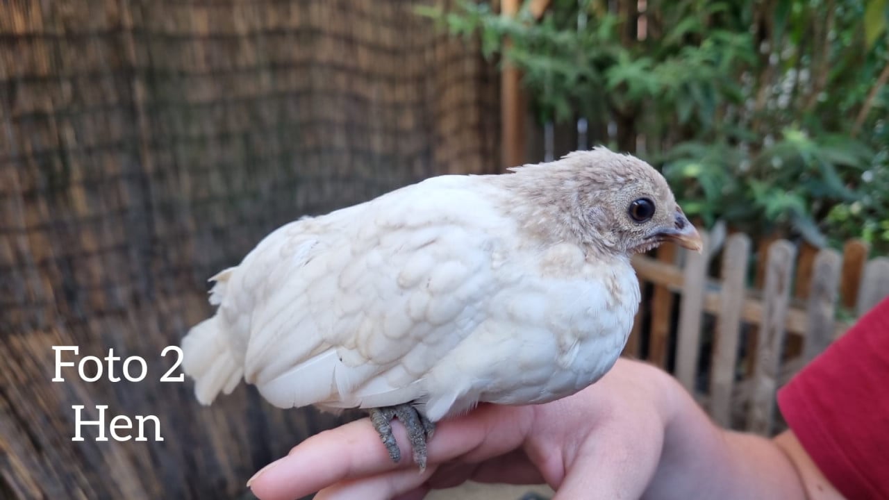 Sebright kuikens